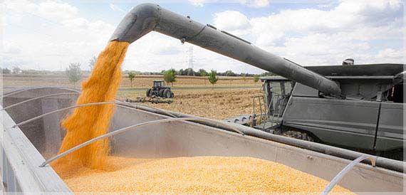 Combine filling truck with harvested corn.