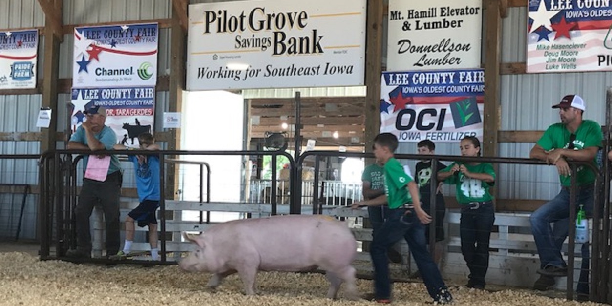 Owen Swan showing pig at Lee County Fair with Pilot Grove Savings Bank sponsorship sign in the background